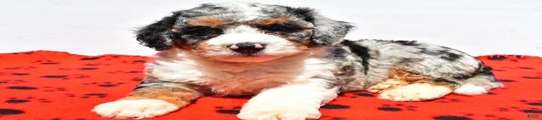 Roscoe