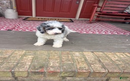 Mini Bernedoodle dogs for sale: Benji - Image 6