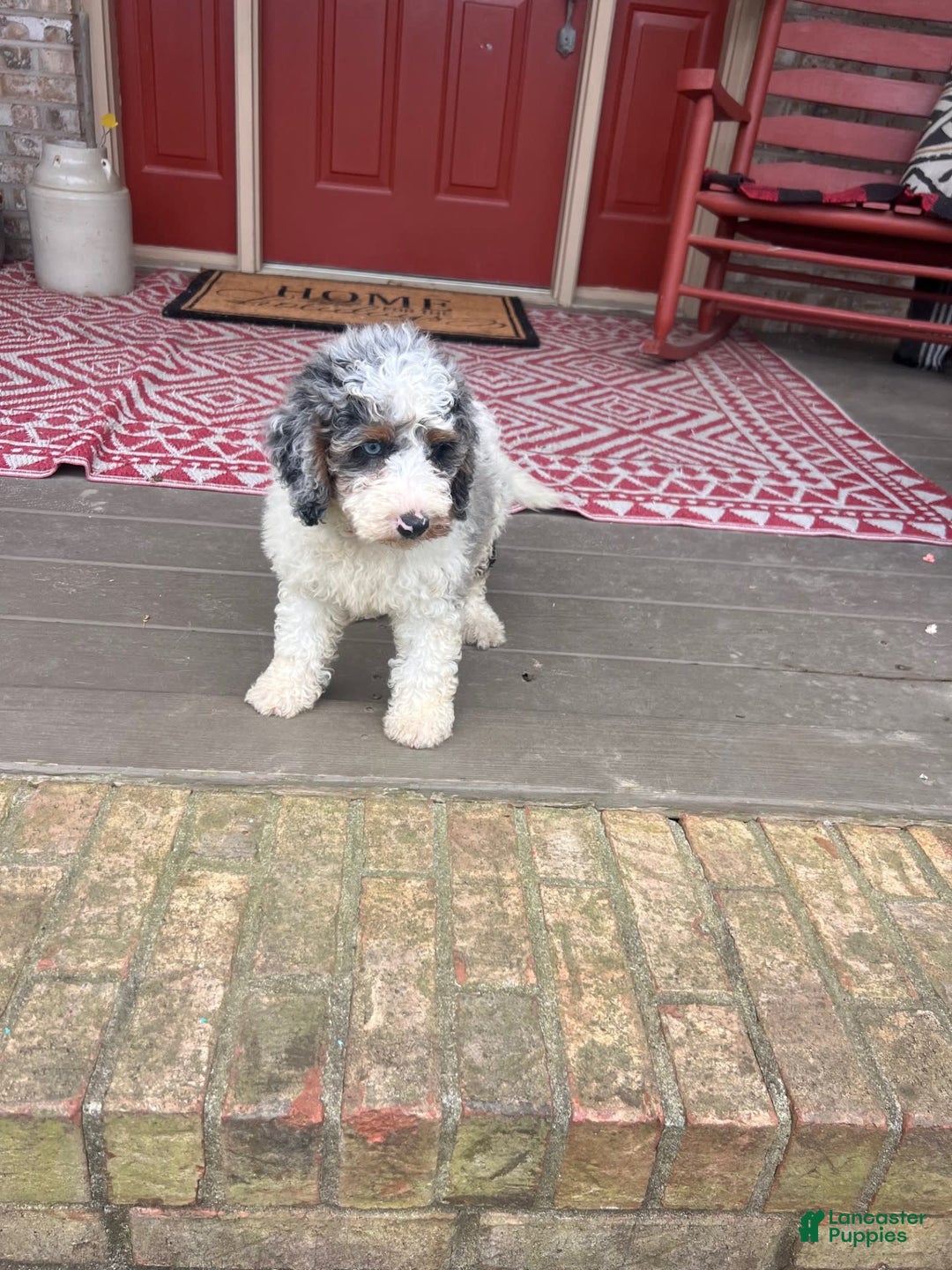 Mini Bernedoodle dogs for sale: Benji - Image 6