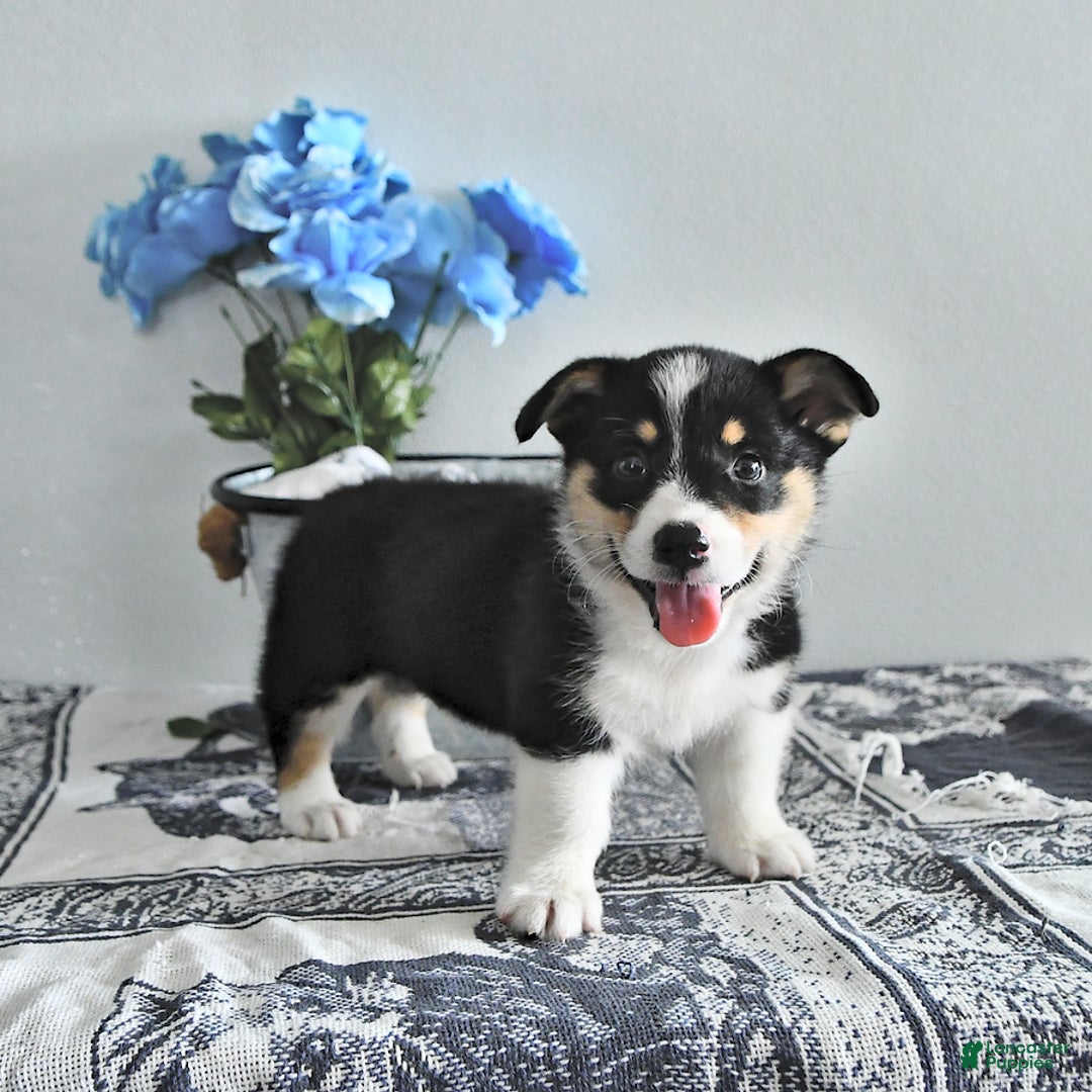 Welsh Corgi Pembroke dogs for sale: Welsh Corgi (Pembroke) 9 puppies - Image 25
