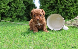 Toy Poodle dogs for sale: Baily - Image 2