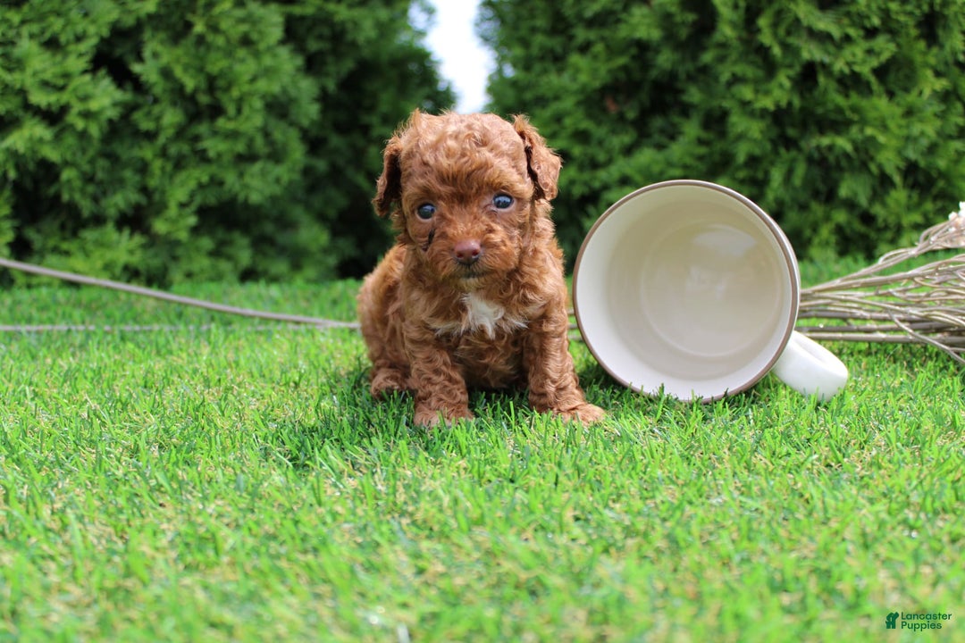 Toy Poodle dogs for sale: Baily - Image 2