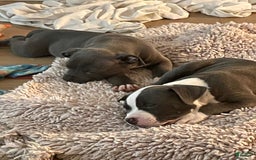 American Staffordshire Terrier dogs for sale: Smoke - Image 1
