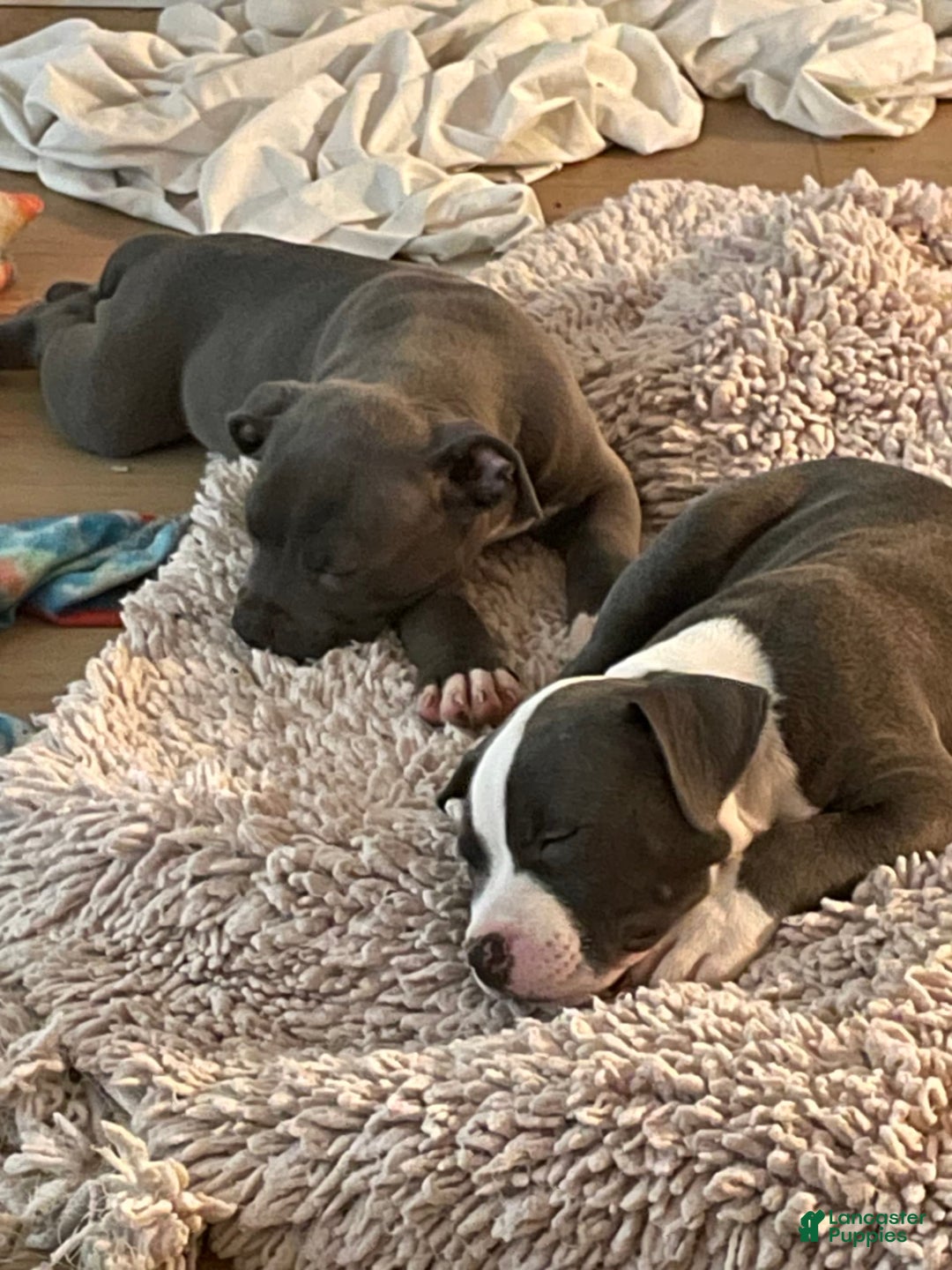 American Staffordshire Terrier dogs for sale: Smoke - Image 1