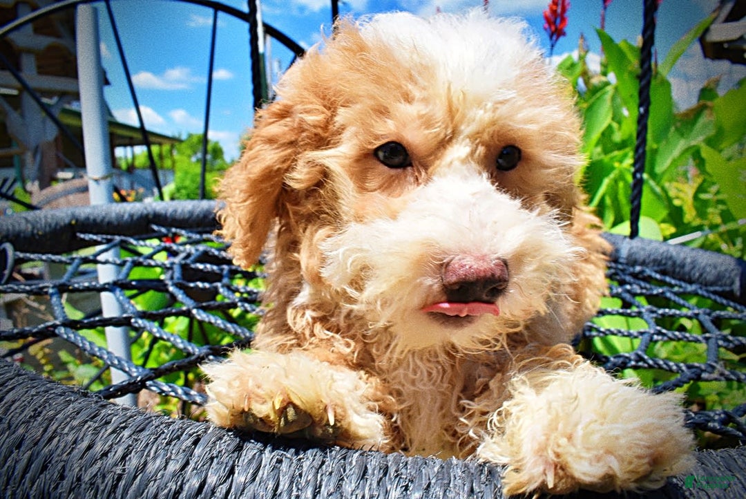 Havapoo dogs for sale: Whisky - Image 21
