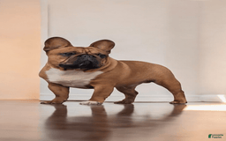 French Bulldog dogs for sale: Raider - Image 25