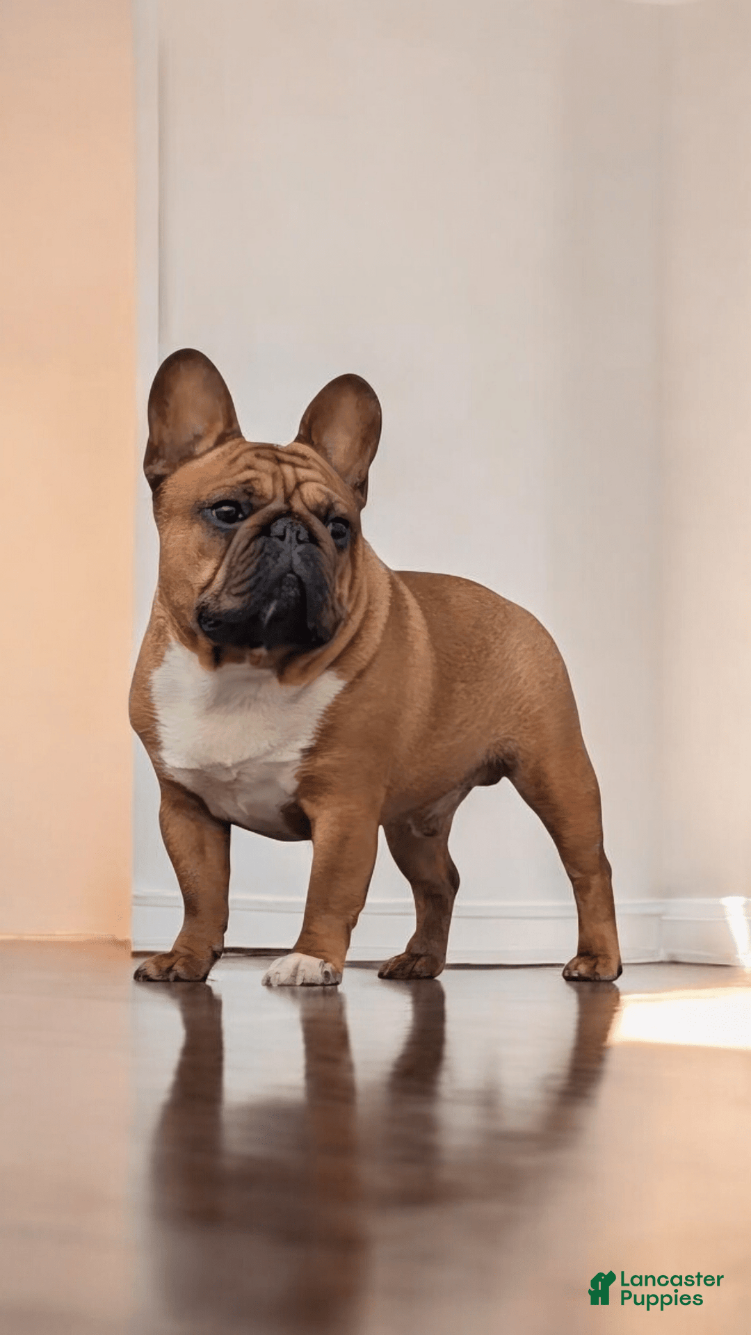 French Bulldog dogs for sale: Raider - Image 25