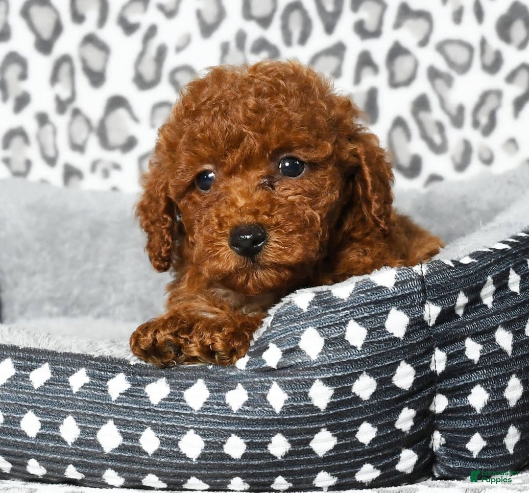 Cavapoo dogs for sale: Finn - Image 6