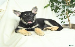 Gerberian Shepsky dogs for sale: Meadow - Image 4