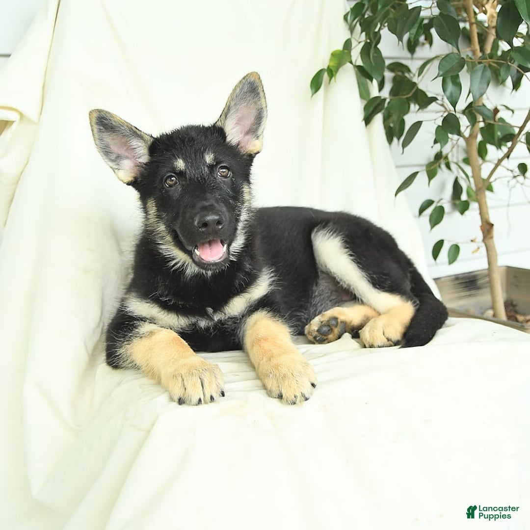 Gerberian Shepsky dogs for sale: Meadow - Image 4