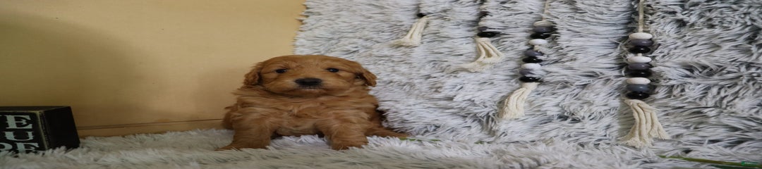Kolten