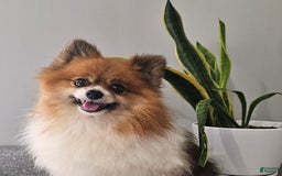 Pomeranian dogs for sale: Cuddles - Image 6