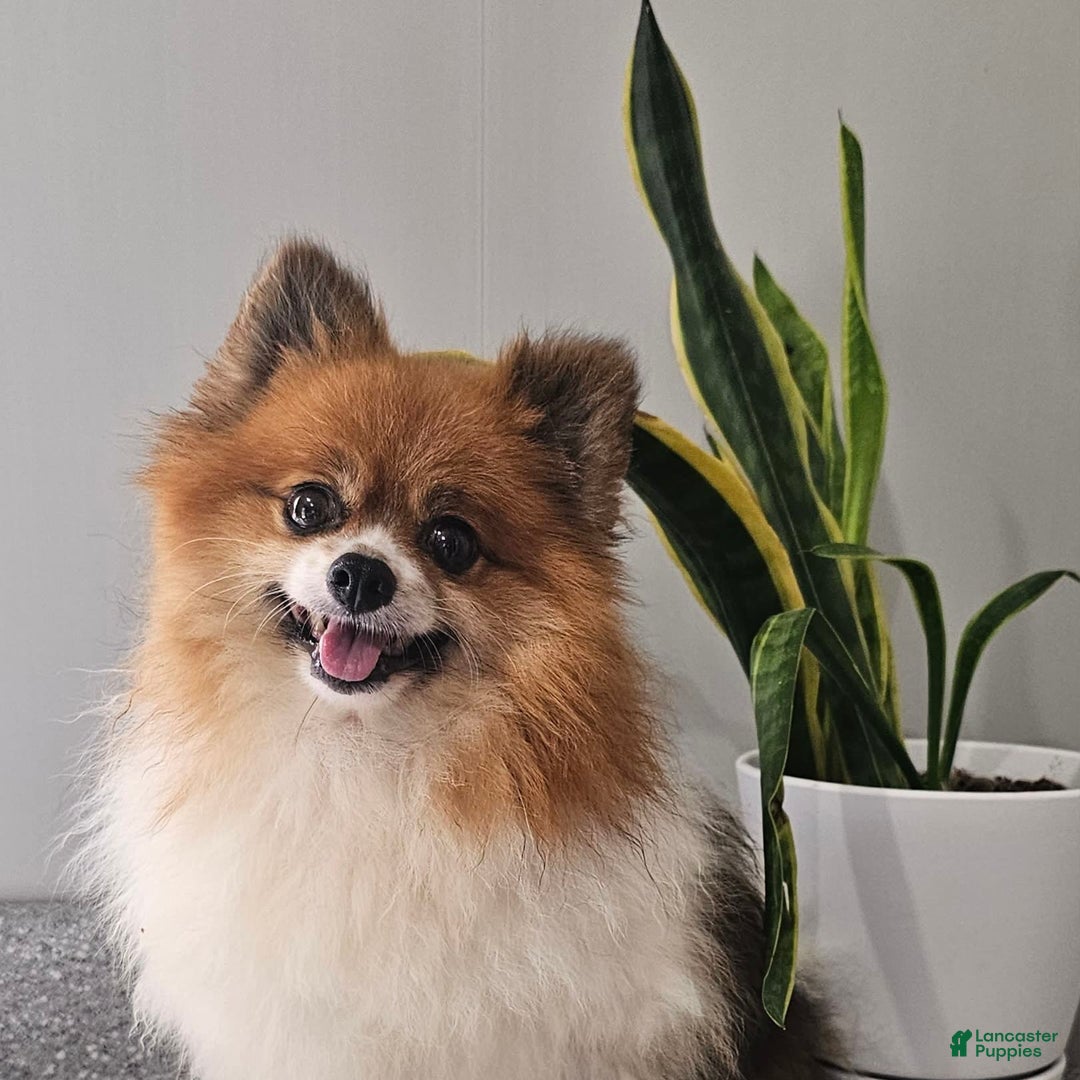 Pomeranian dogs for sale: Cuddles - Image 6