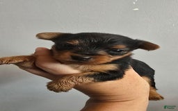 Yorkshire Terrier dogs for sale: Amy - Image 1