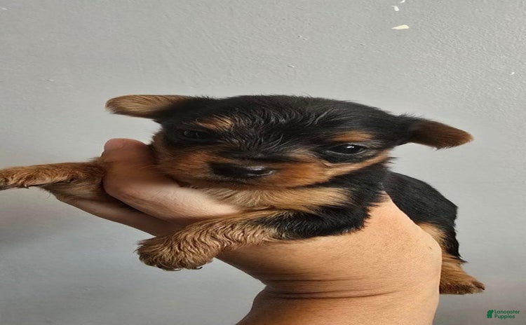 Yorkshire Terrier dogs for sale - Ad 1