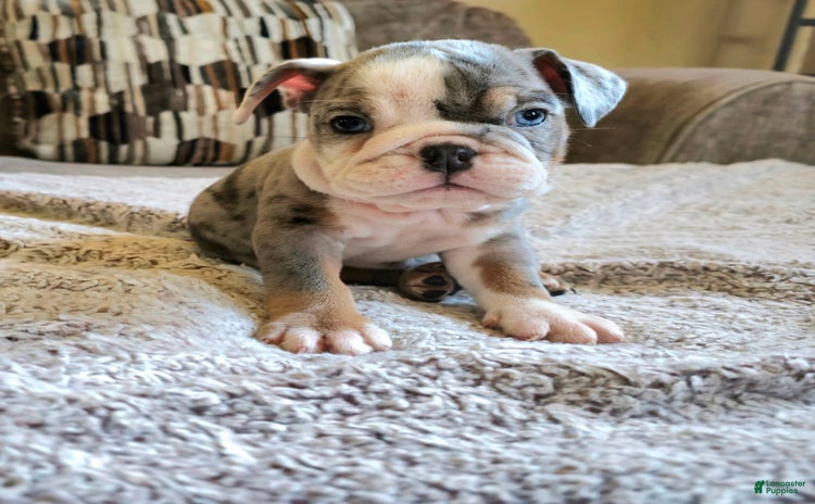 English Bulldog dogs for sale - Ad 2