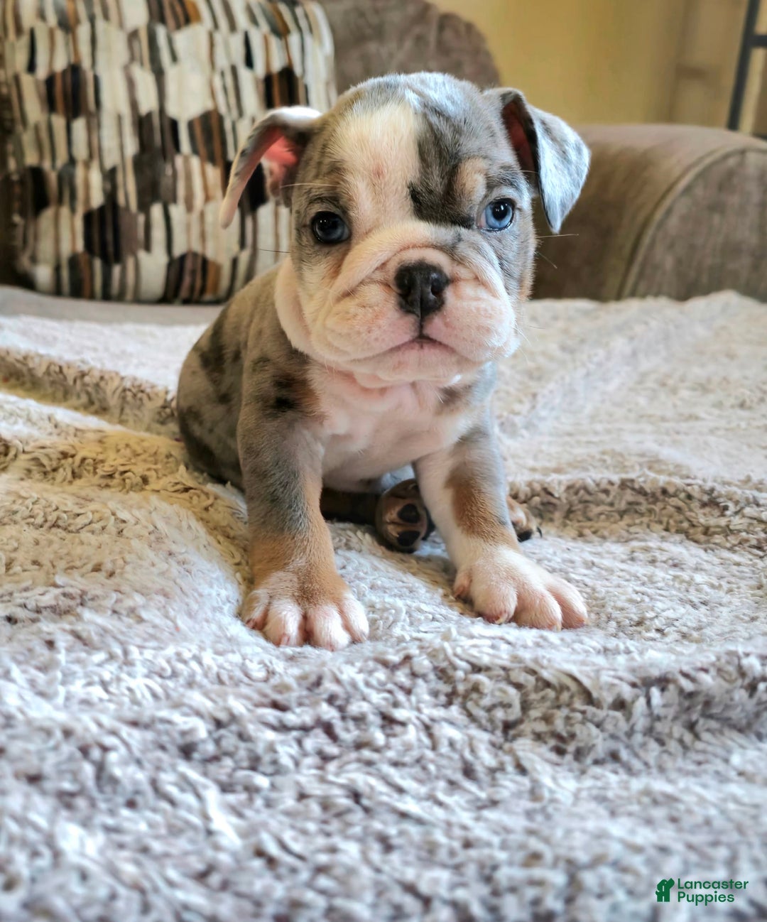 English Bulldog dogs for sale: Tyson - Image 1