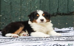 Australian Shepherd dogs for sale: Boston - Image 3