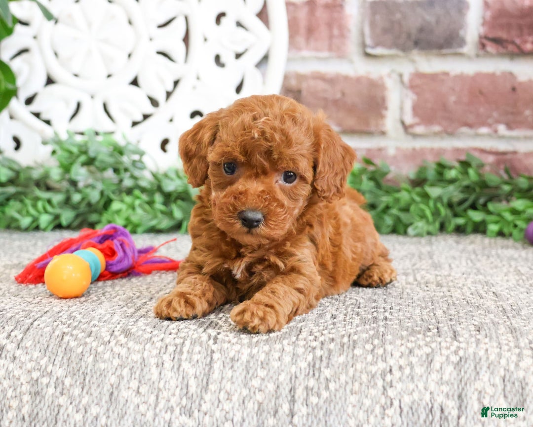 Miniature Poodle dogs for sale: Gloria - Image 6