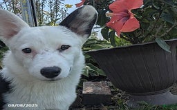 Welsh Corgi Pembroke dogs for sale: Princess - Image 4