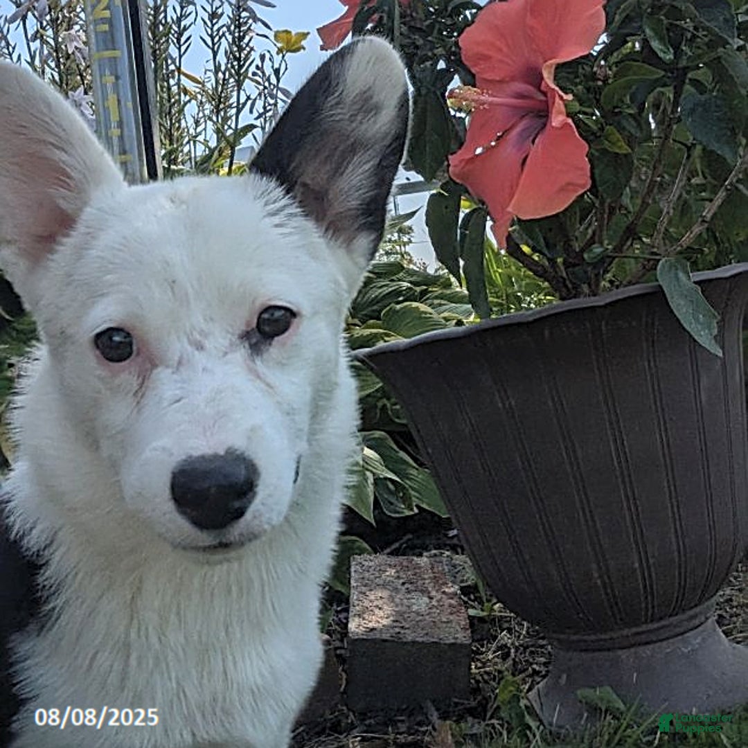 Welsh Corgi Pembroke dogs for sale: Princess - Image 4