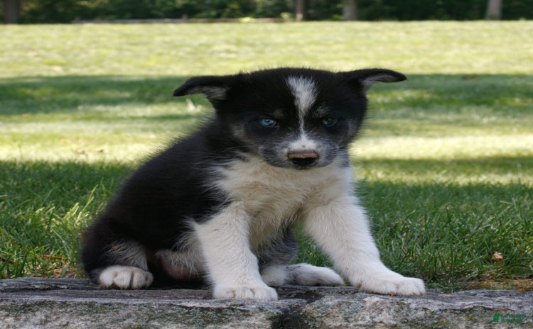 Siberian Husky dogs for sale - Ad 2