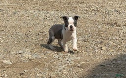 Boston Terrier dogs for sale: Taffy - Image 8