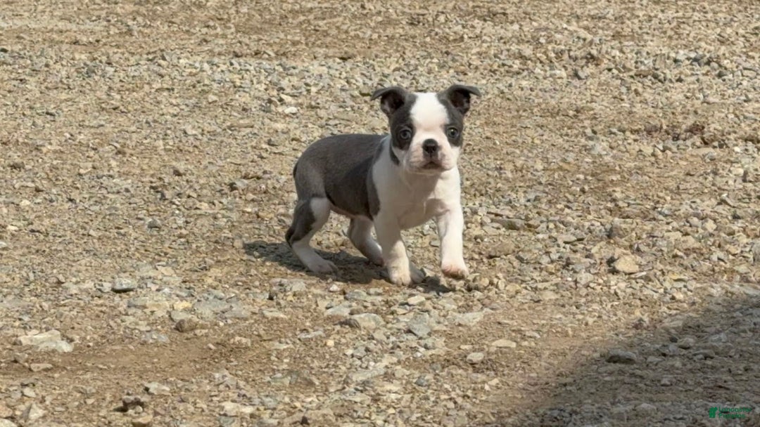 Boston Terrier dogs for sale: Taffy - Image 8