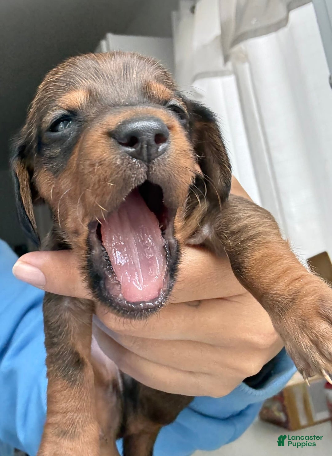 Miniature Dachshund dogs for sale: Twins - Image 3