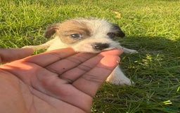 Jack Russell Terrier dogs for sale: Lexi - Image 3