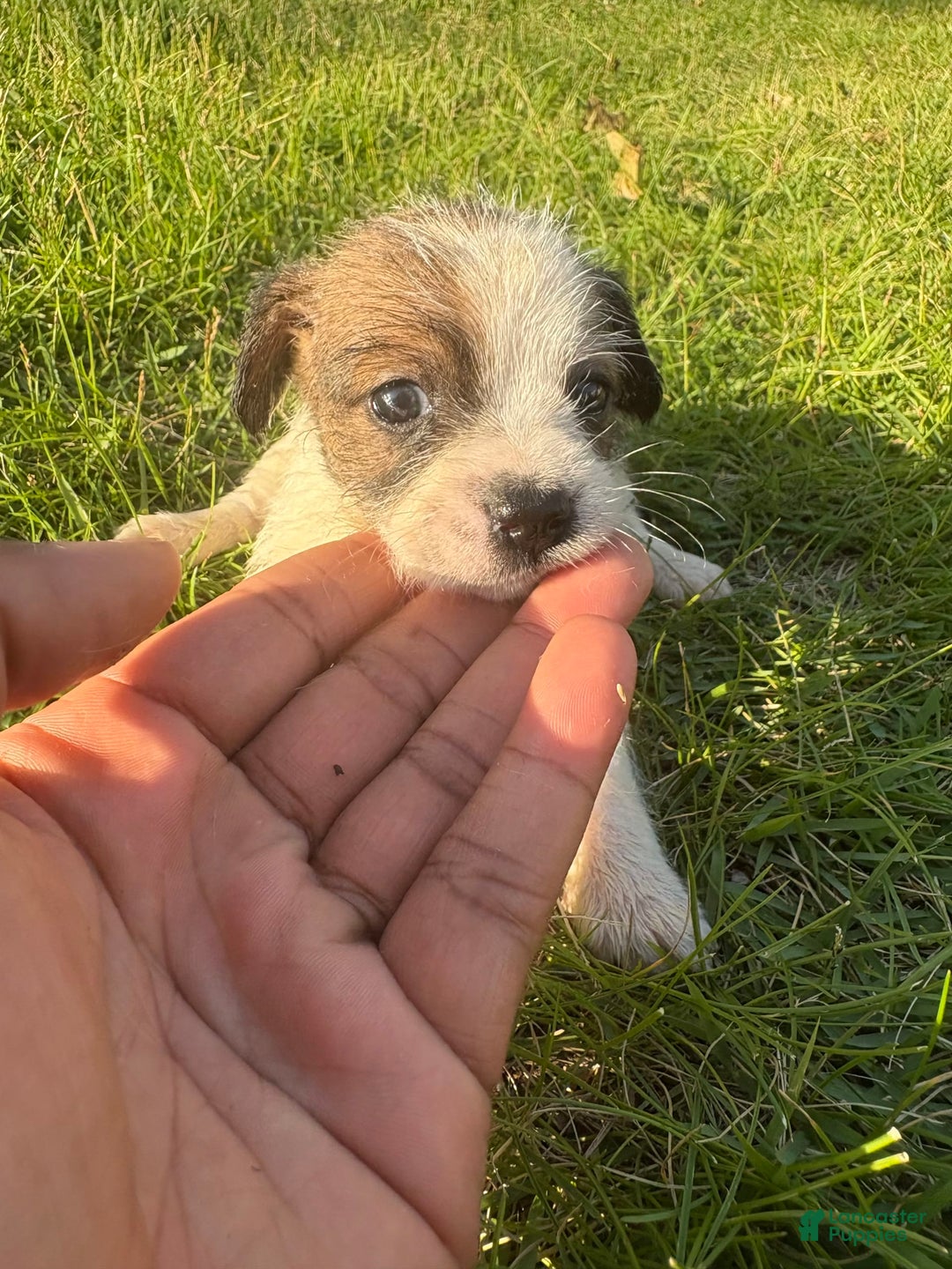Jack Russell Terrier dogs for sale: Lexi - Image 3