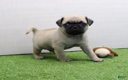 Pug dogs for sale: Mikey - Image 5