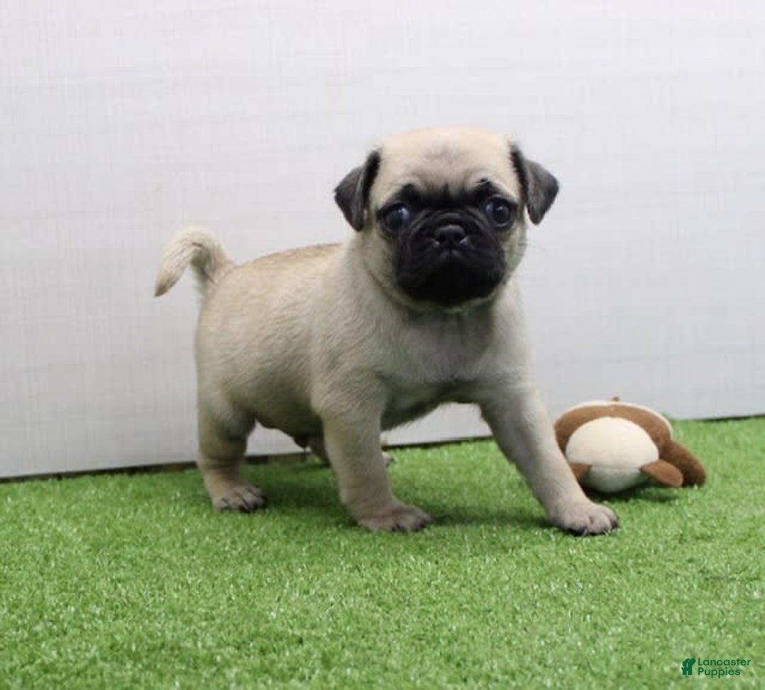 Pug dogs for sale: Mikey - Image 5