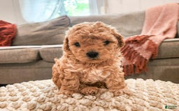 Maltipoo dogs for sale: Teddy - Image 3