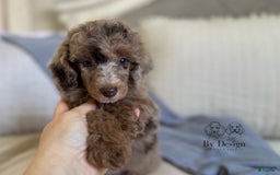 Standard Poodle dogs for sale: Amos - Image 5