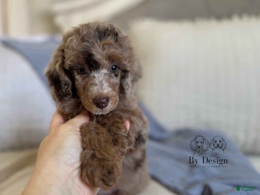 Standard Poodle dogs for sale: Amos - Image 5