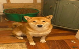 Shiba Inu dogs for sale: Cleo - Image 9