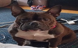 American Bully dogs for sale: Rollie - Image 5
