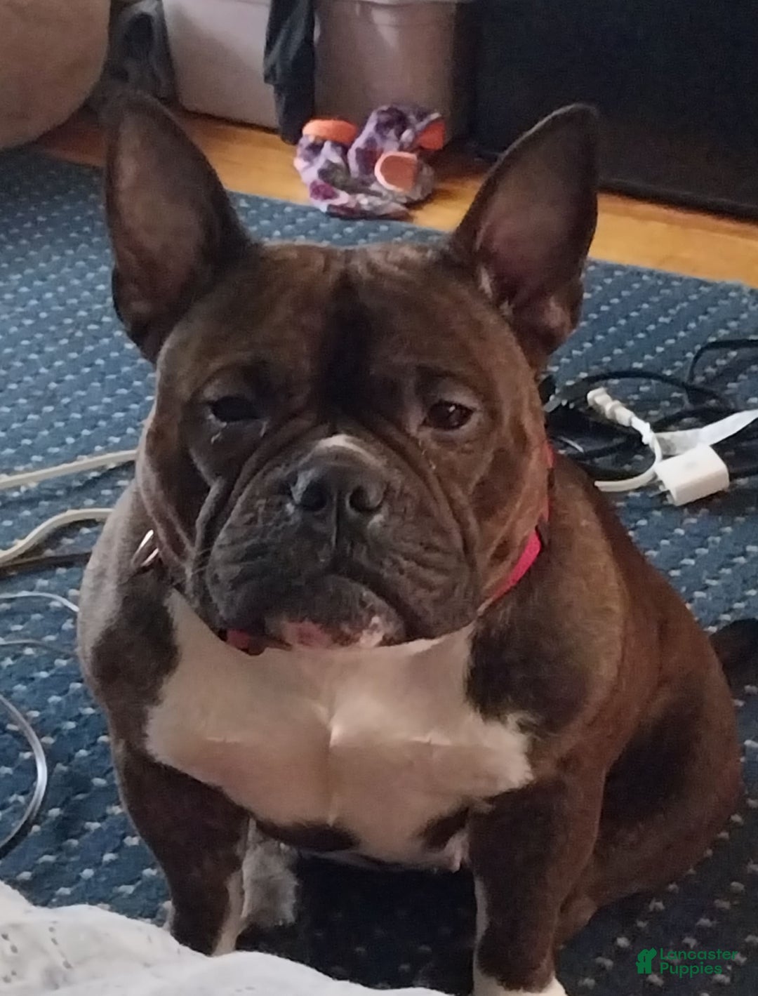 American Bully dogs for sale: Rollie - Image 5