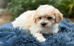 Bichpoo dogs for sale: Simon - Image 6