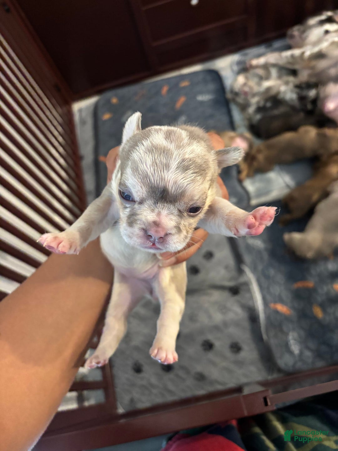 French Bulldog dogs for sale: Miss Missy - Image 5