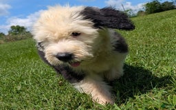 Old English Sheepdog dogs for sale: Fluffy - Image 19