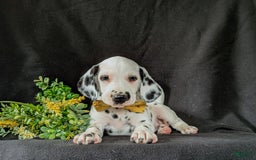 Dalmatian dogs for sale: Larenzo - Image 4