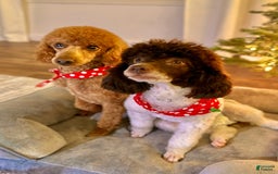 Toy Poodle dogs for sale: Pure Breed Toy Poodle Girl - Image 4