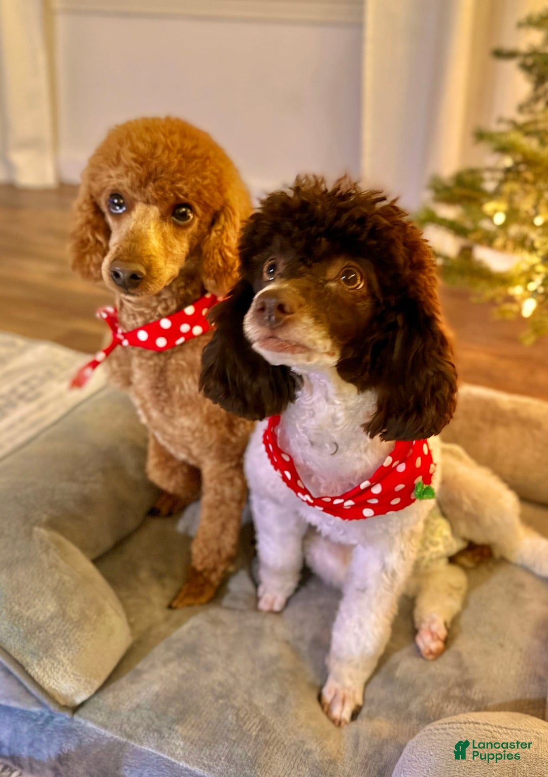 Toy Poodle dogs for sale: Pure Breed Toy Poodle Girl - Image 4