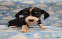 Miniature Dachshund dogs for sale: Cody - Image 1