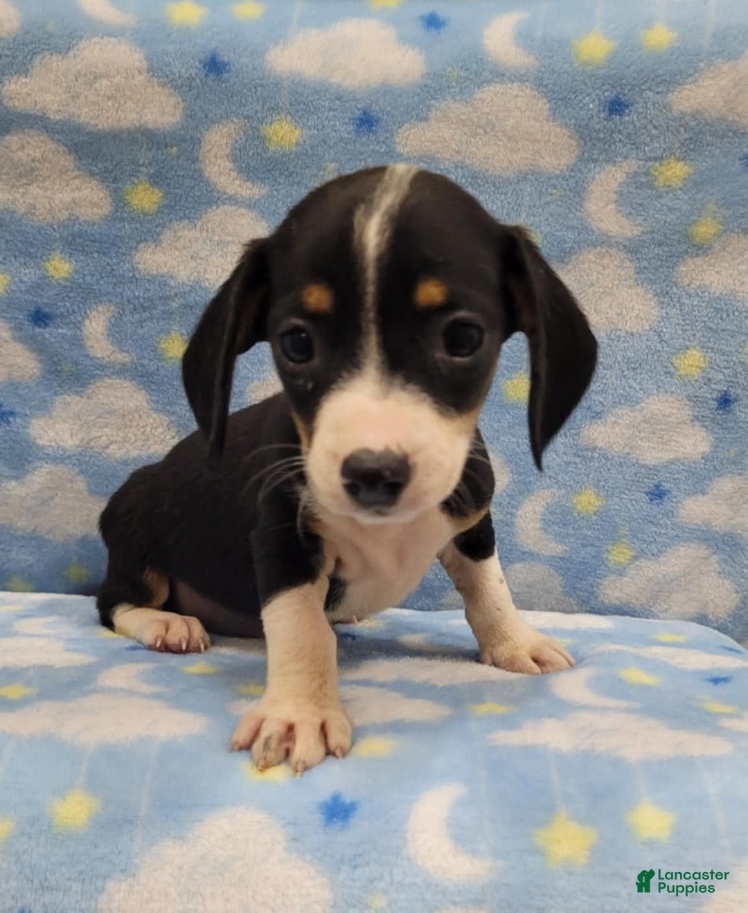 Miniature Dachshund dogs for sale: Cody - Image 1