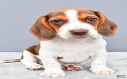 Beagle dogs for sale: Tyson - Image 3