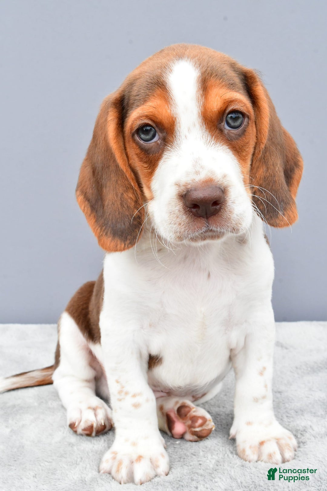 Beagle dogs for sale: Tyson - Image 3