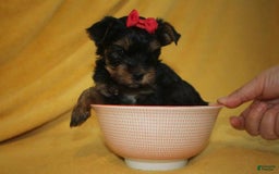Yorkshire Terrier dogs for sale: Princess - Image 3